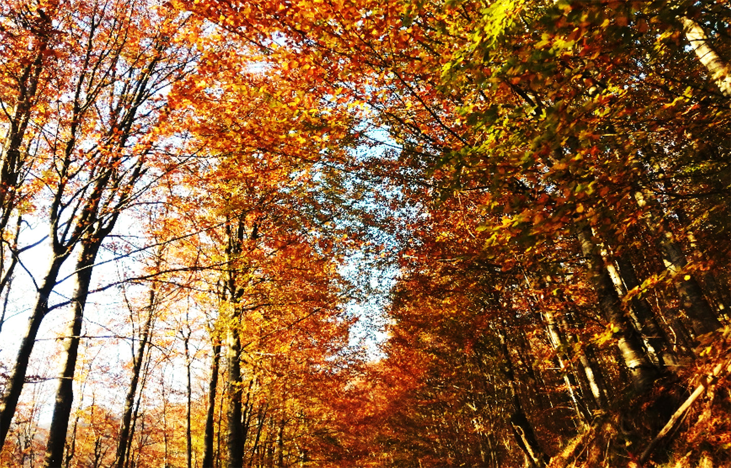jesenske krošnje drveća