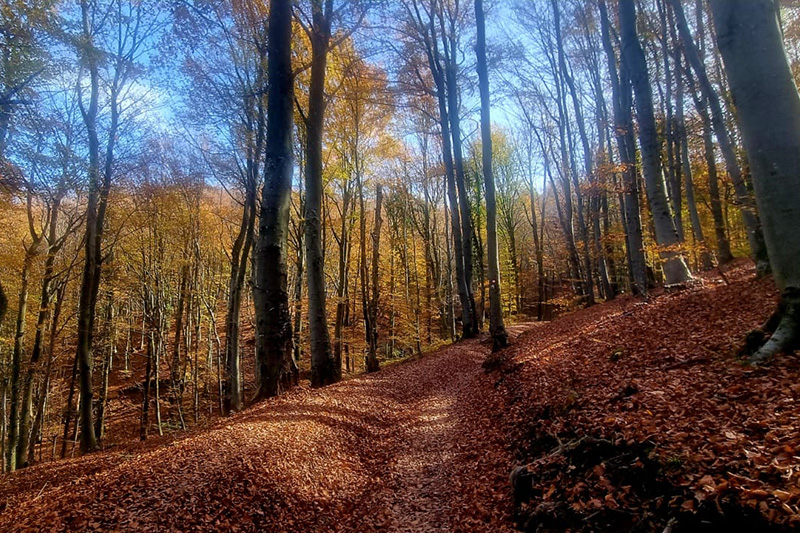 šumski put u jesenskom ruhu