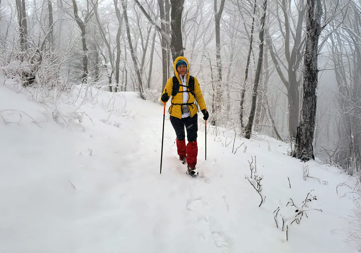 maglovita zasniježena šumska staza