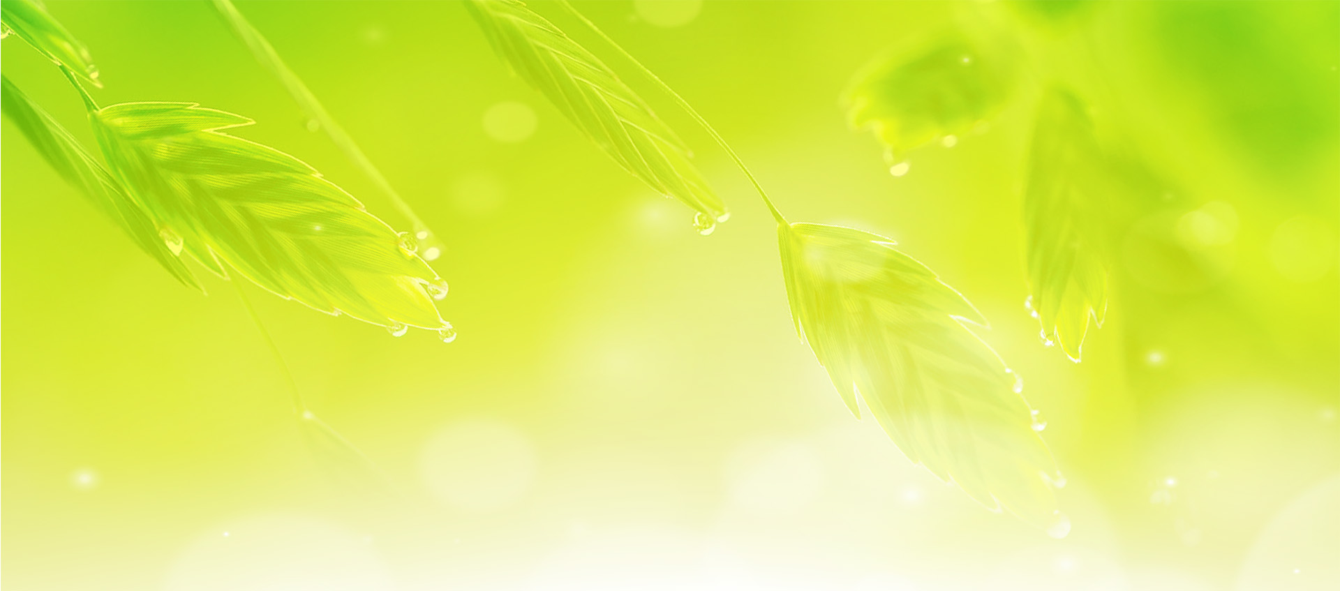 zelena pozadinska slika s lišćem